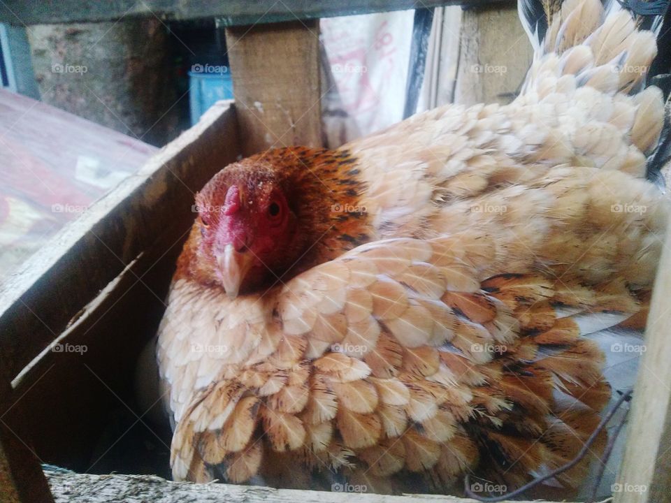 The hen is incubating her eggs by sitting on them for a certain time.