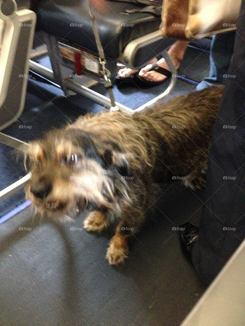 Shaggy service dog on airplane