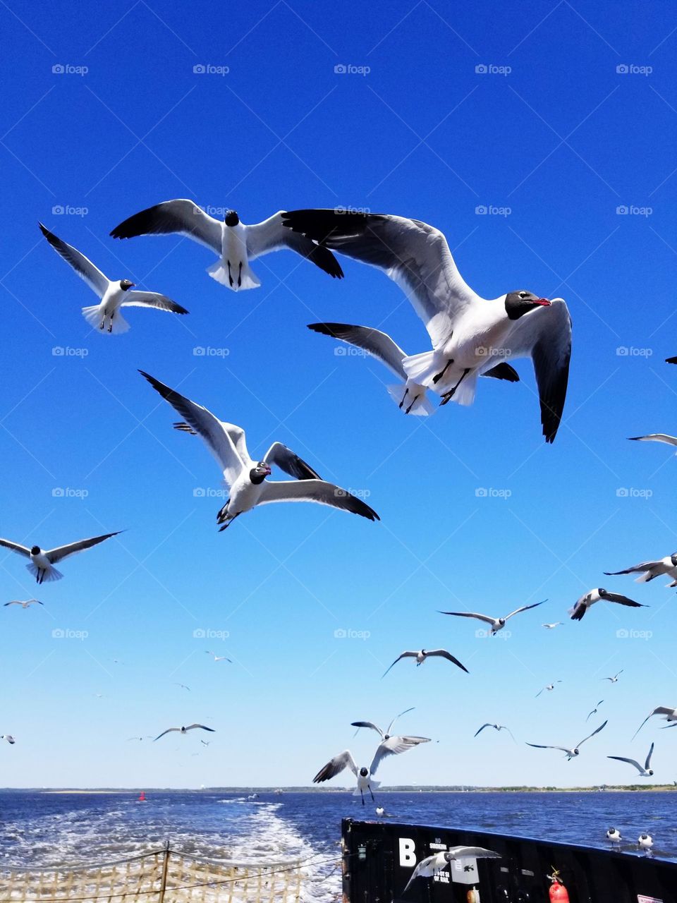birds in flights