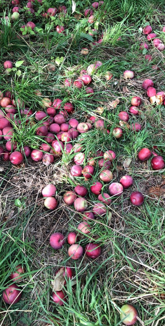 Apples, NH, New England, Fall, Autumn, Grass, Nature
