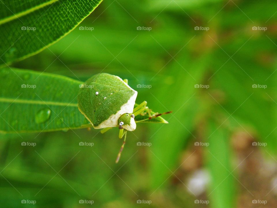 Green bug close up