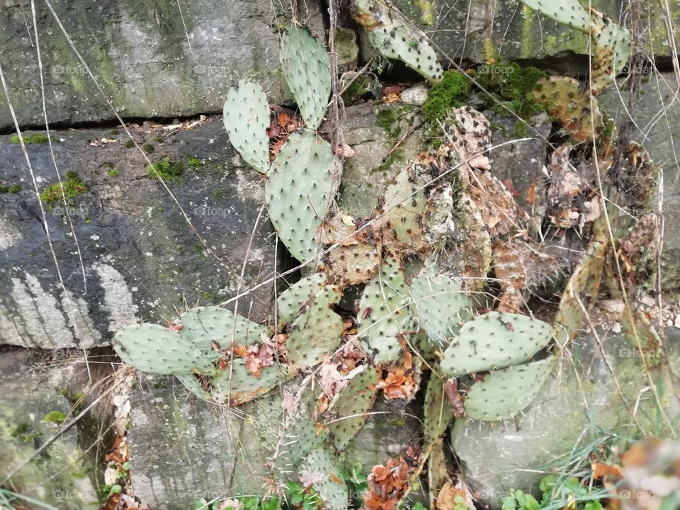 Winterrharter Kaktus