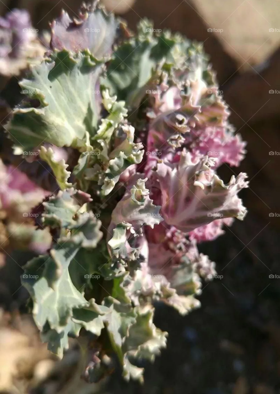 pink flower