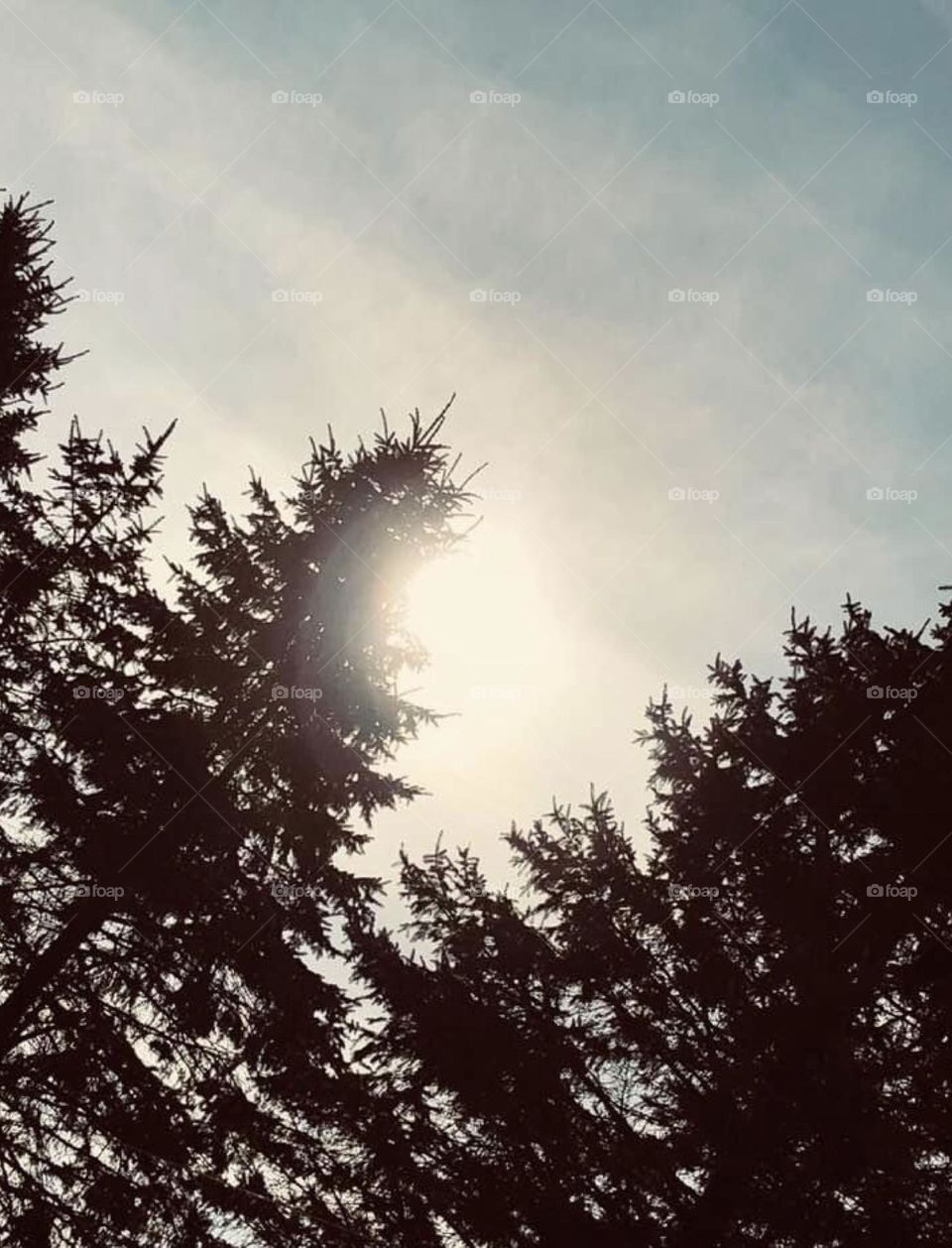 Sun peeking through the trees