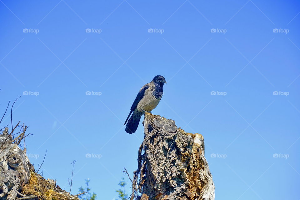 raven, sitting, trunk, outdoor, bird, black,