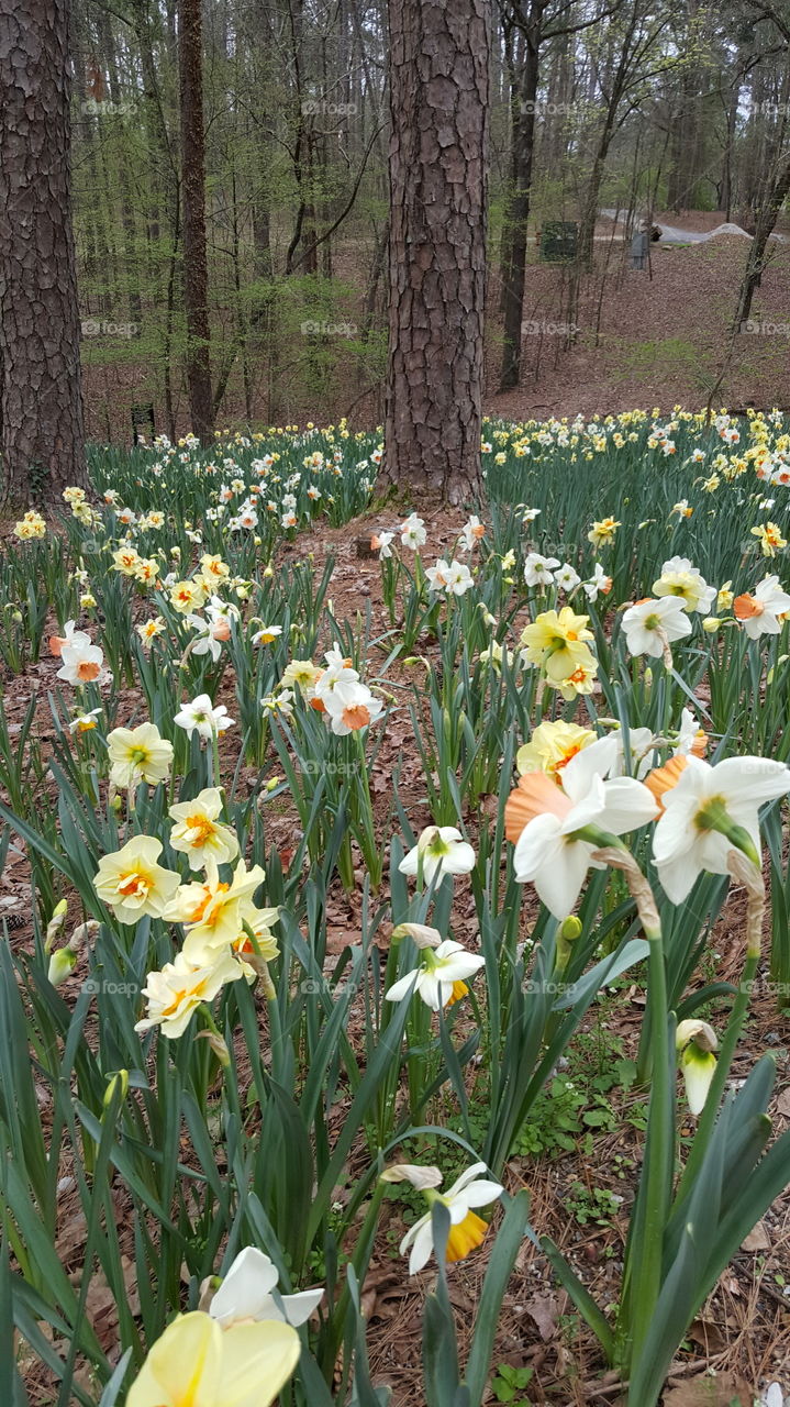 Flower, Daffodil, Nature, Narcissus, No Person