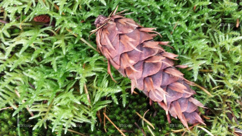 pinecone beauty