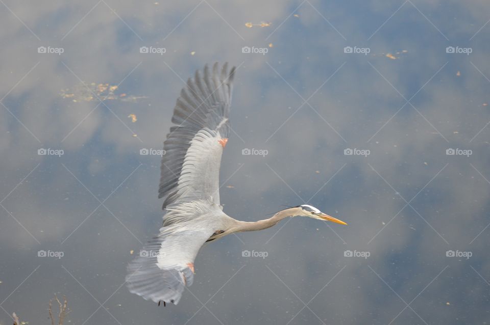 A colorful Great Blue Heron in flight