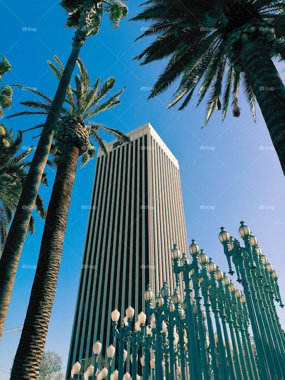 Under the palm trees on a sunny day