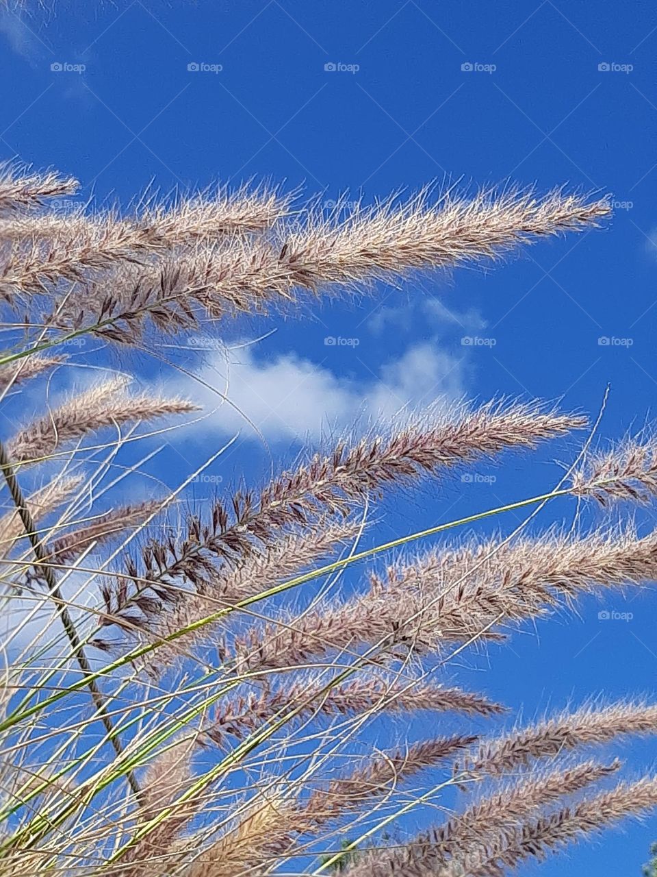 Plume Grass from the Ground Up