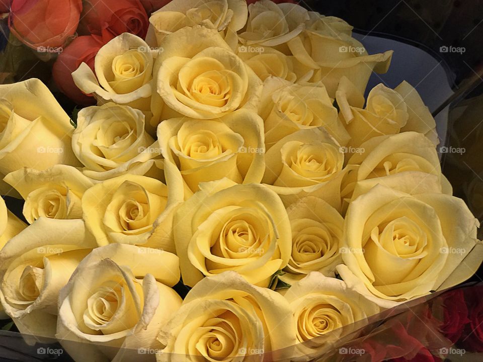 Yellow roses
