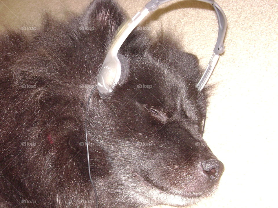 Black furry chow chow is happy listening to tunes on her headphones