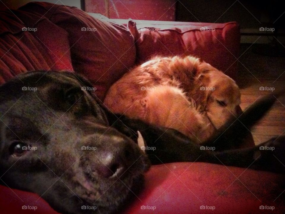 Double dog couch