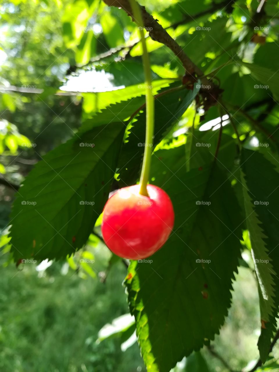 Single cherry