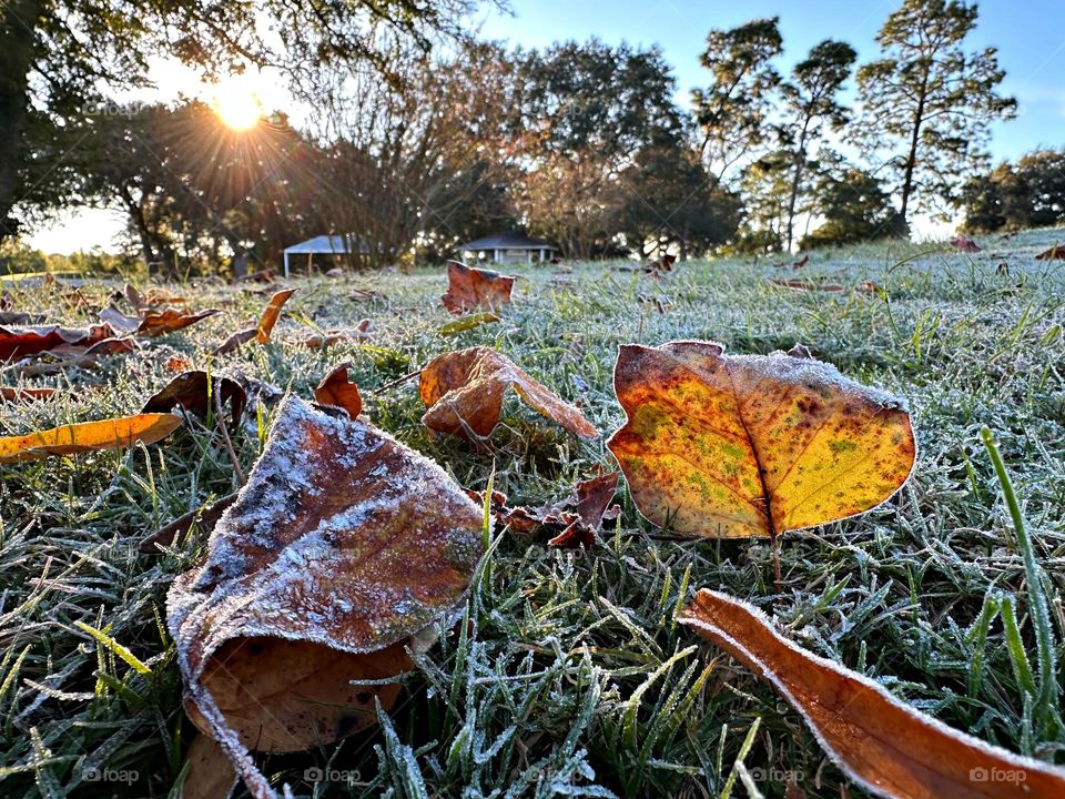 Frosty Marvels: Nature’s Icy Artistry - Surprise frost/ice - Notice a coating of ice crystals, formed by moisture in the air overnight, among other things. This ice usually forms as white ice crystals or frozen dew drops on the grounds surface