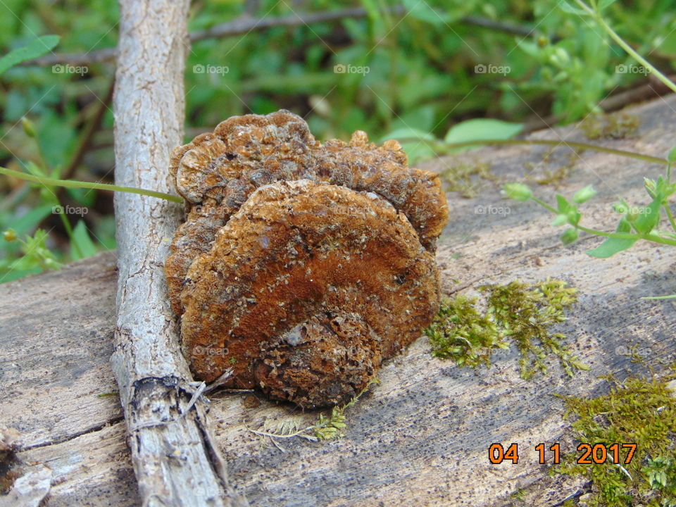 weird fuzzy fungus