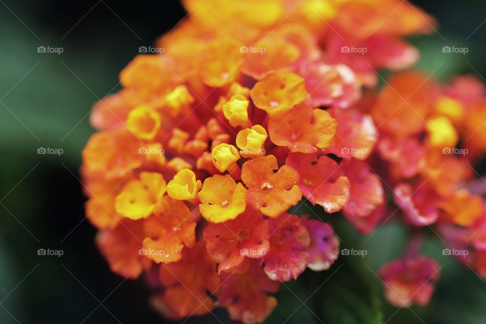 Lantana in close up