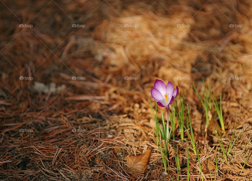 Spring crocus flower in the sunlight in the glade