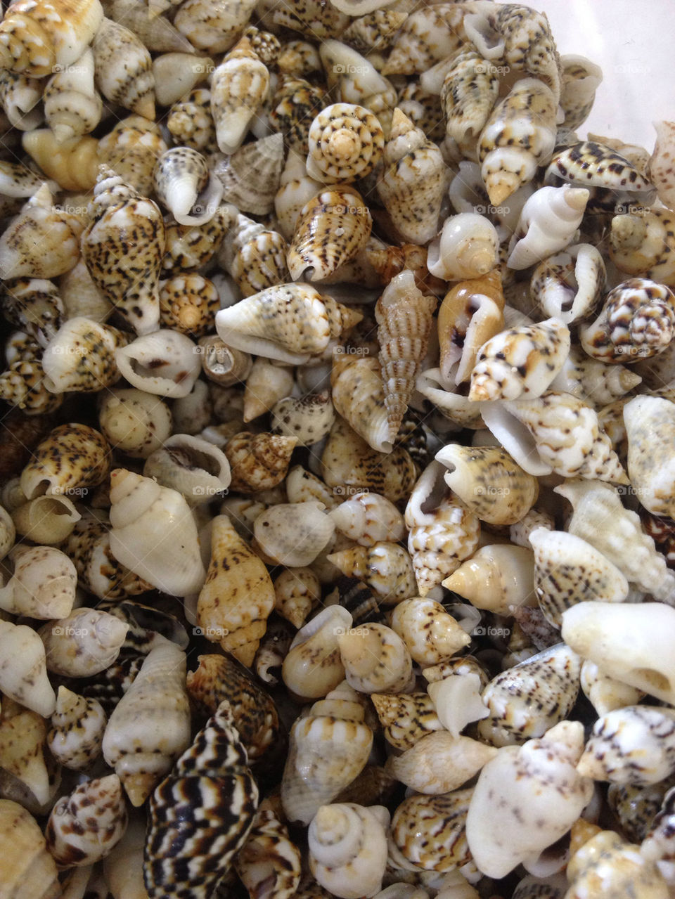 Cowrie Shells