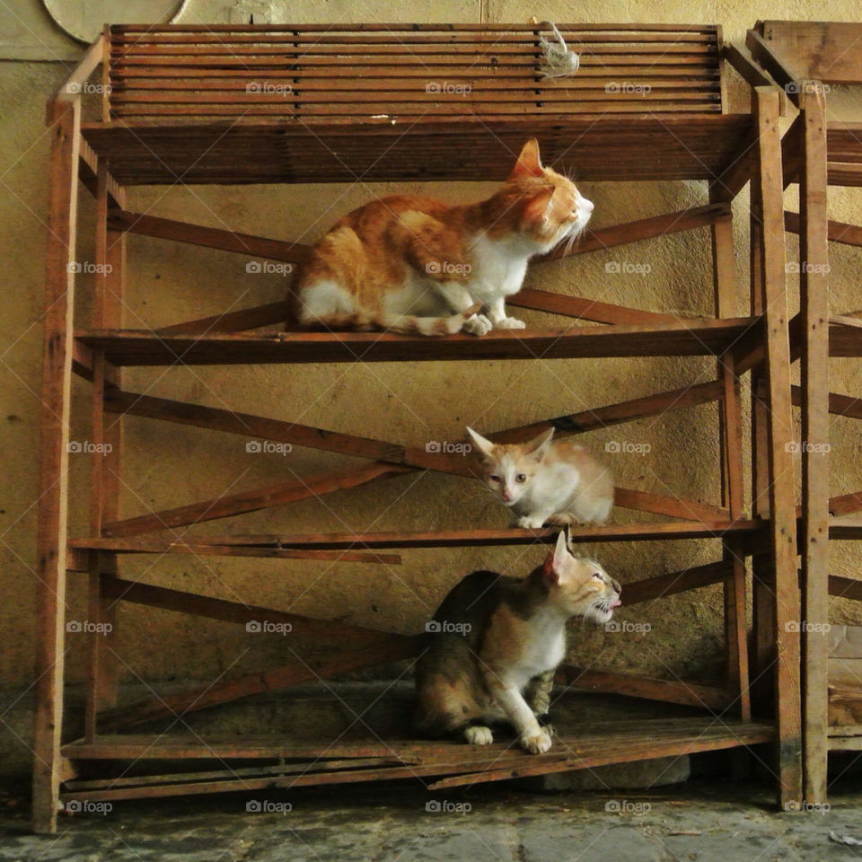 cat three shelf kitten by peter_casa
