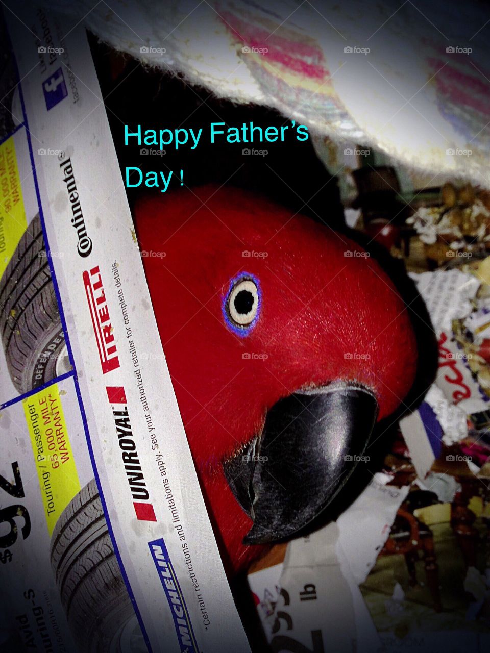 Adorable red Parrot playing peekaboo with a Happy Father’s Day Greeting. 