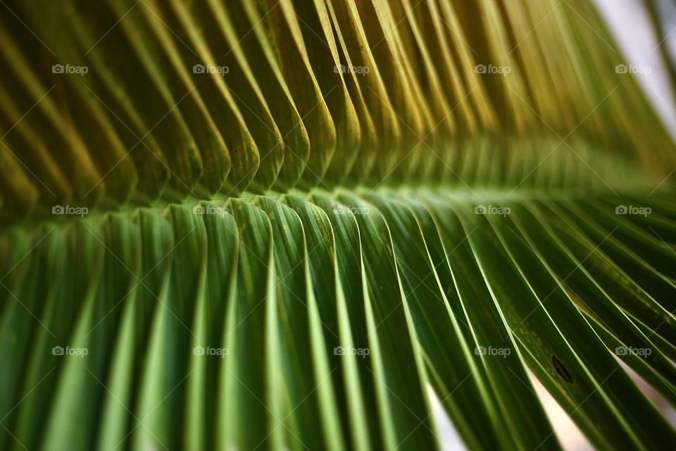 Palm Leaf