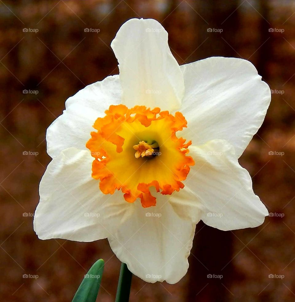 Beautiful white and yellow flower
