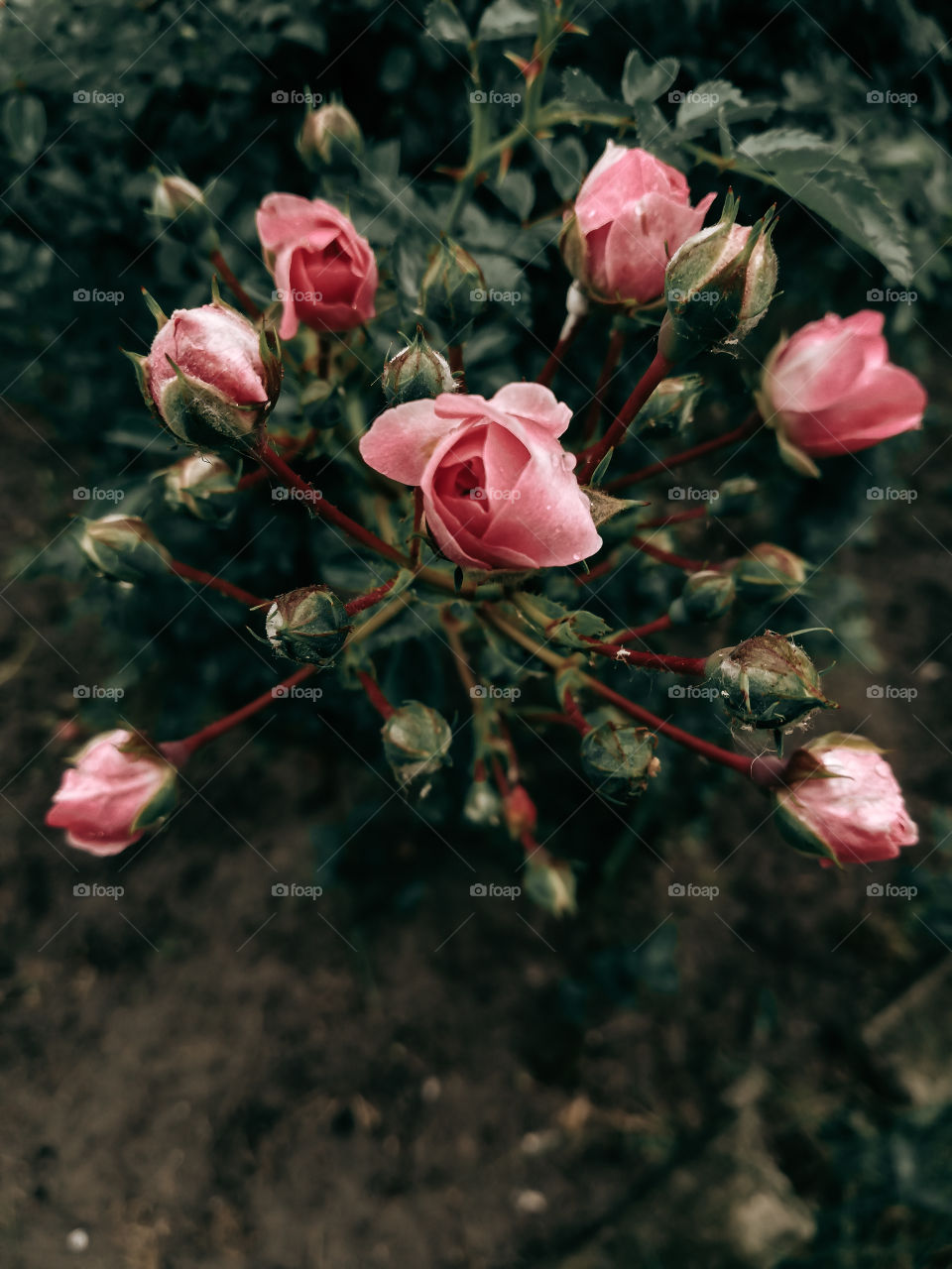 Flowers and the world