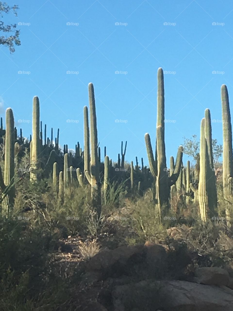 Saguaro National Park, Tucson AZ hiking trail