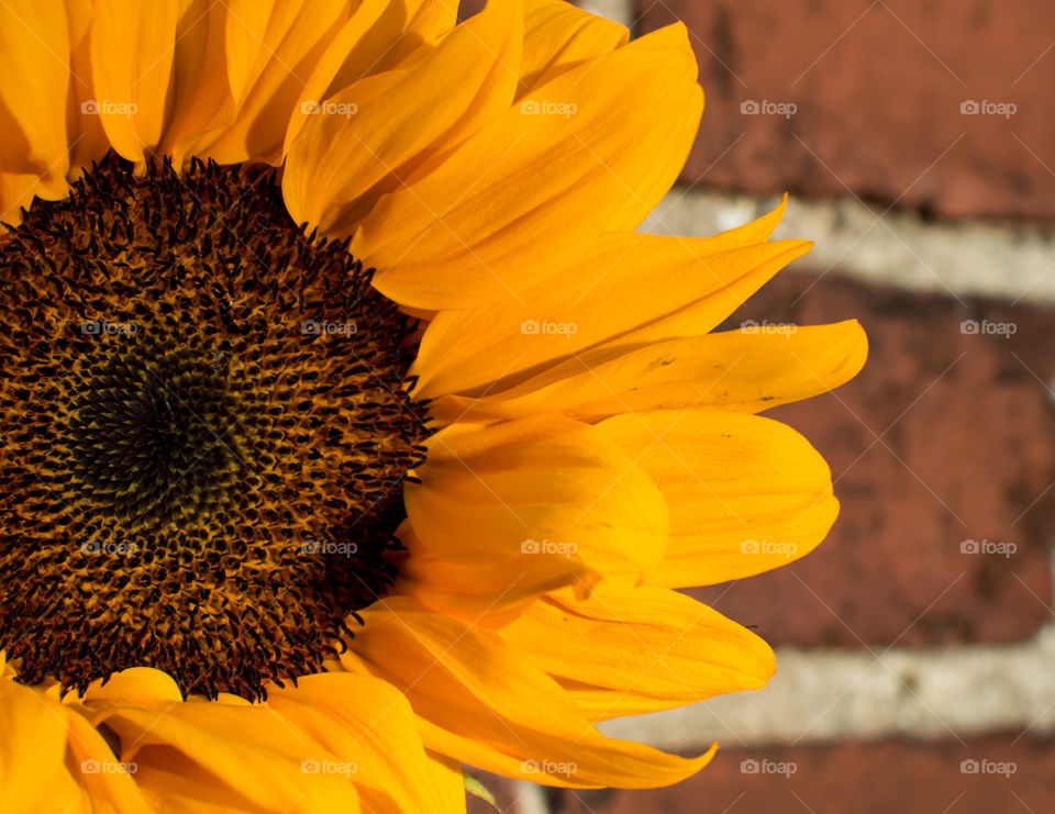 Closeup of sunflower against brick wall in golden hour sunlight 