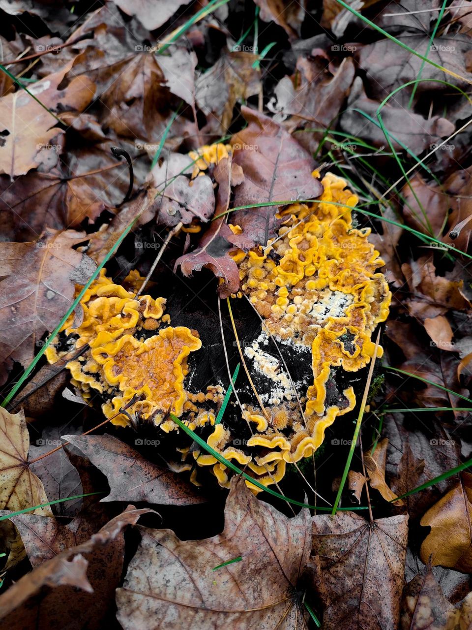 Wild yellow polypore fluffy mushrooms Stereum hirsutum growing on the wooden log, covered with brown fallen leaves in autumn forest