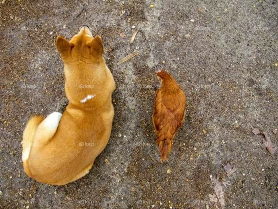 A Dog and His Chicken - BFFL