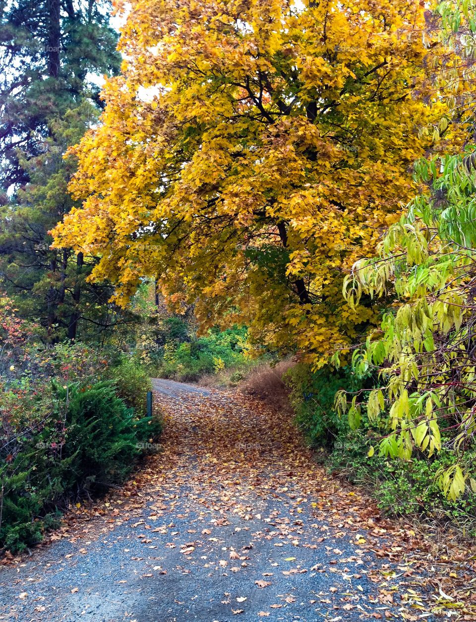 Fall, Leaf, Nature, Tree, Season