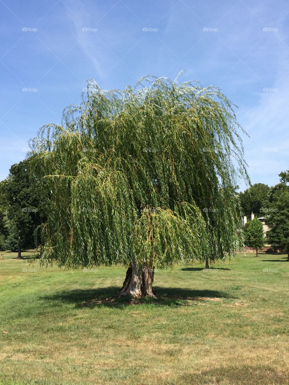 Willow tree