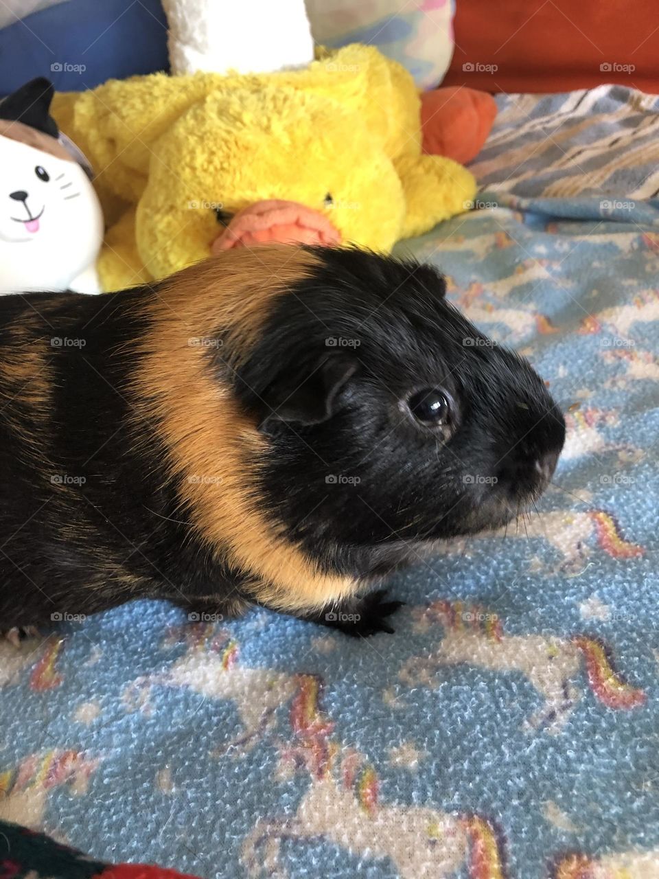 Rocky family pet / little boy Guinea pig ❤️