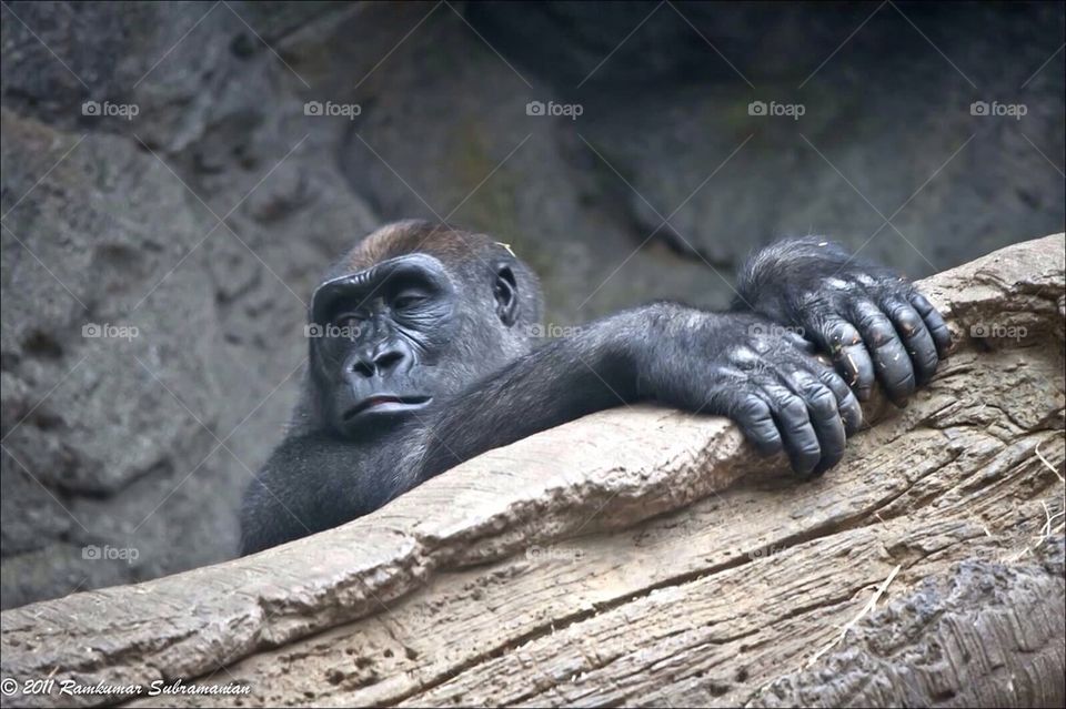 Gorilla