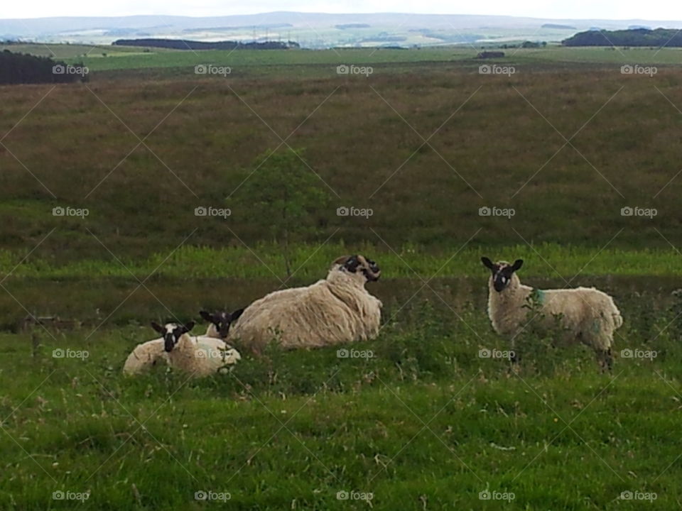 sheep in Northumberland