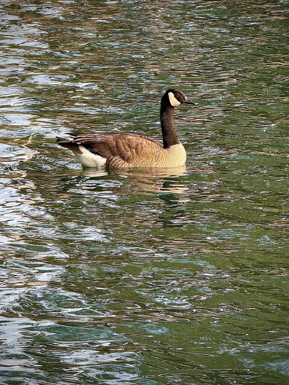Canadian Goose Swimming