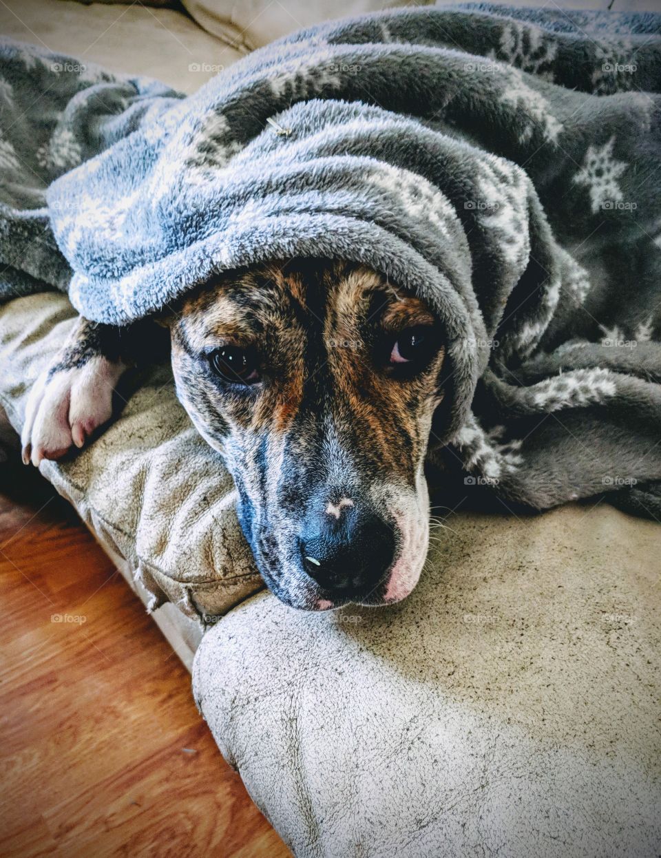Brindle Puppy With Grey Snowflake Blanket