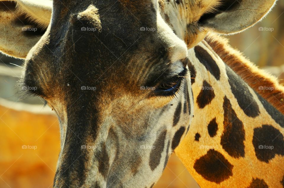 giraffe in Valencia biopark