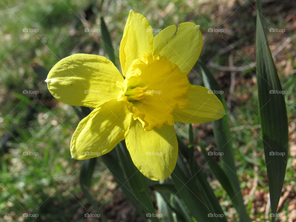 Daffodil 