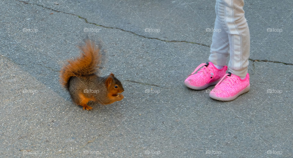 City squirrel begging for food