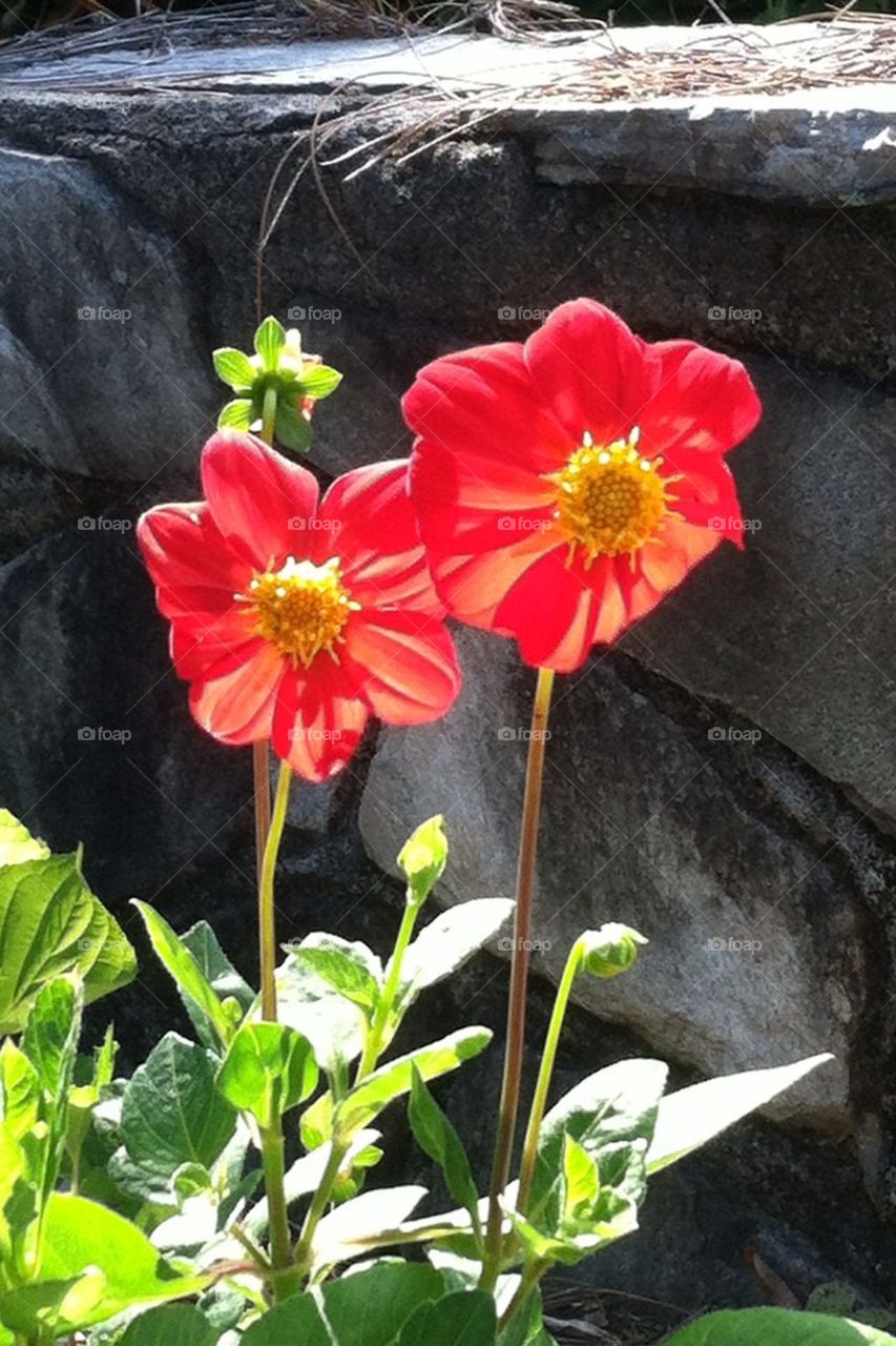 Backlit Red Flowers