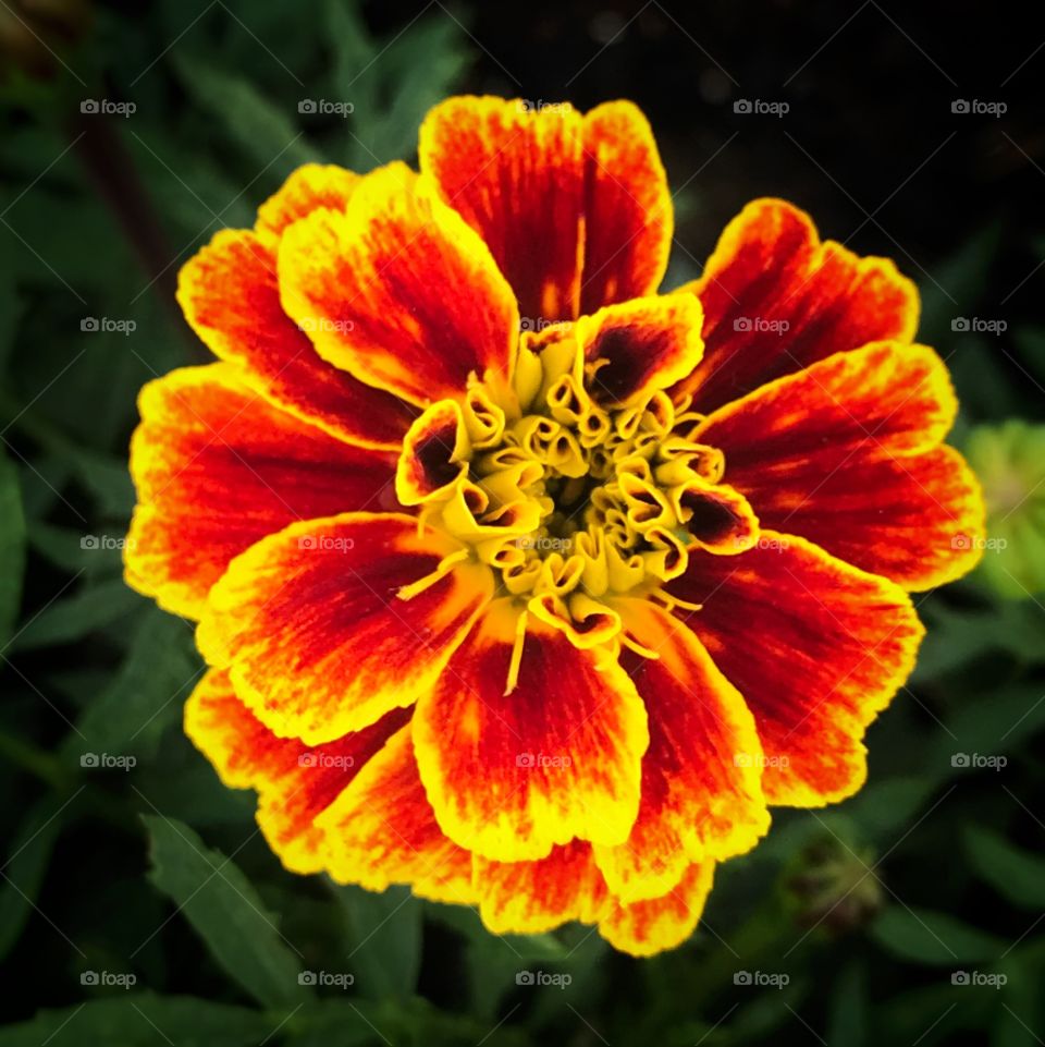 Bright red and yellow marigold—taken in Schererville, Indiana 