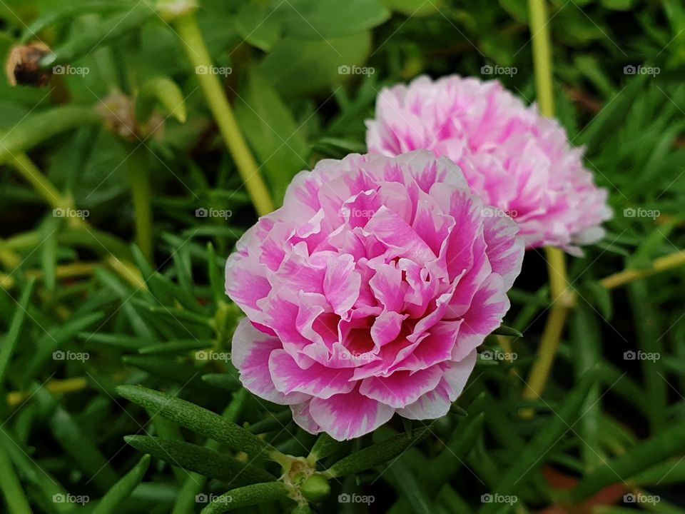 the beautiful flowers