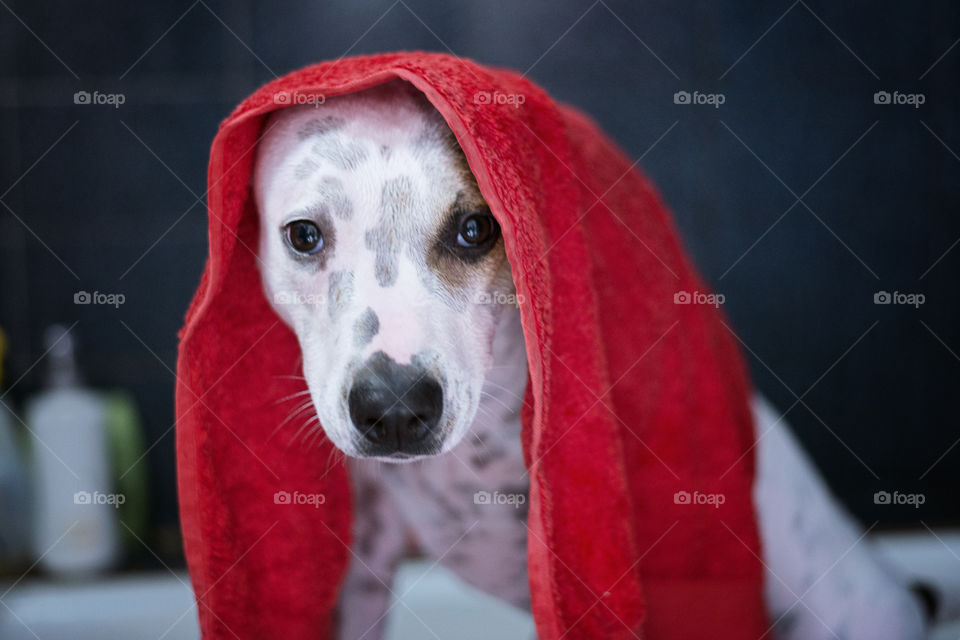 Bathing a dog