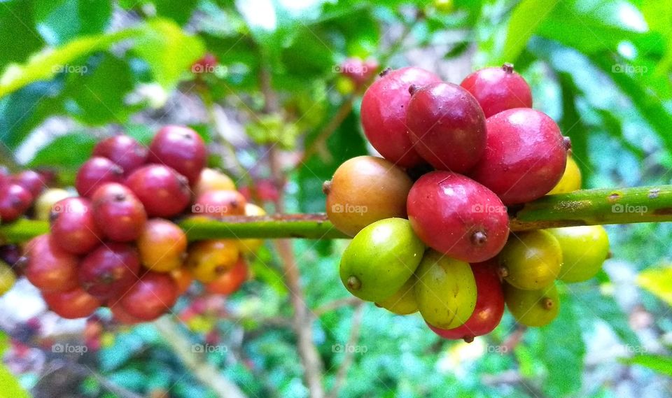 buah kopi segar