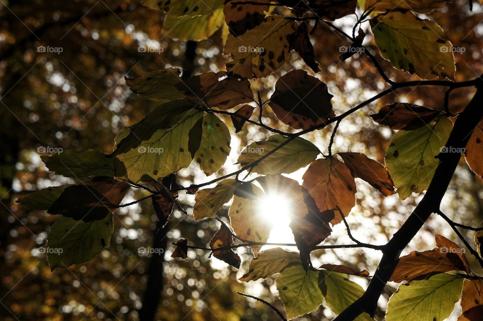 Sunrays through leaves