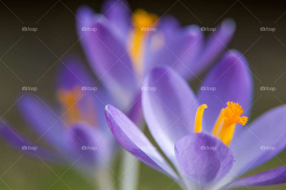 Crocus - one of the signs of spring