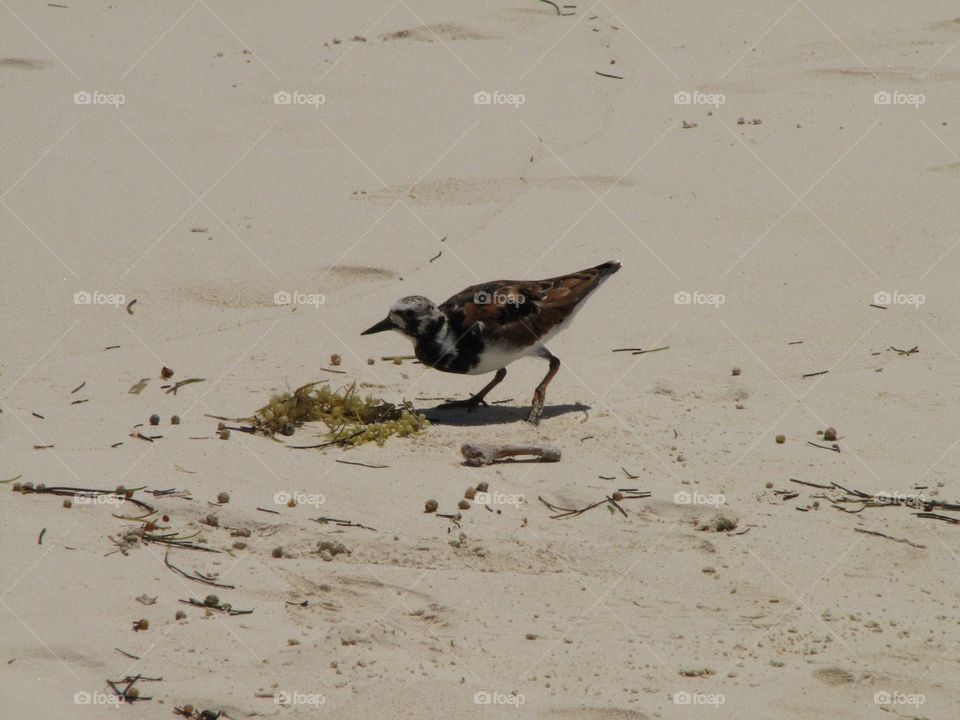 Beach bird